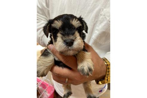 成約済の静岡県のミニチュアシュナウザー-206064の2枚目