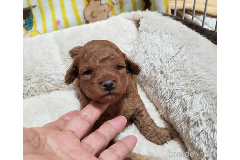 成約済の愛知県のタイニープードル-206072の12枚目