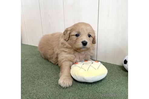 成約済の千葉県のポメプー:ポメラニアン×トイプードル-206113の3枚目