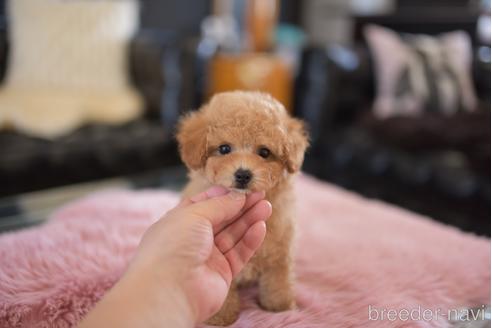 成約済の茨城県のタイニープードル-206140の1枚目