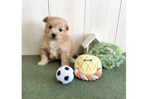 成約済の千葉県のポメプー:ポメラニアン×トイプードル-206135の3枚目