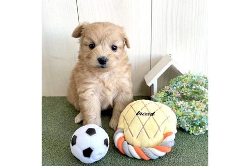 成約済の千葉県のポメプー:ポメラニアン×トイプードル-206135の1枚目