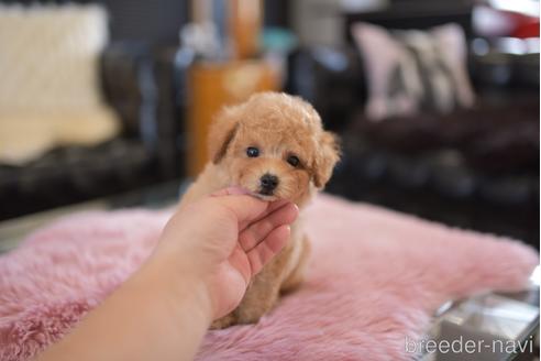 成約済の茨城県のタイニープードル-206140の6枚目