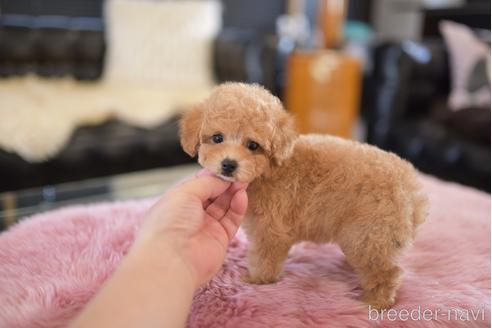 成約済の茨城県のタイニープードル-206140の5枚目