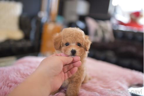 成約済の茨城県のタイニープードル-206140の3枚目
