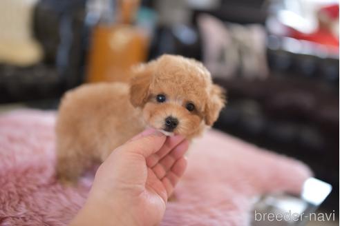 成約済の茨城県のタイニープードル-206140の2枚目