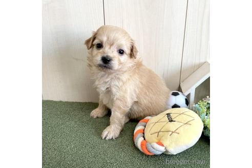 成約済の千葉県のポメプー:ポメラニアン×トイプードル-206138の1枚目