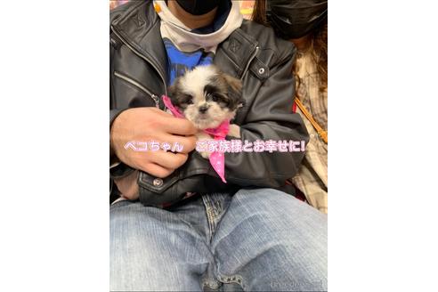 成約済の岐阜県のミックス犬-198615の1枚目
