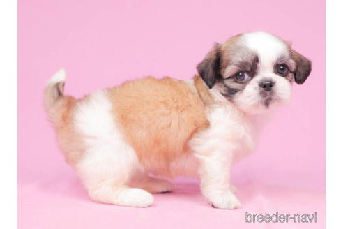 成約済の東京都のミックス犬-206168の4枚目