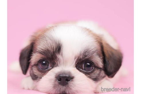 成約済の東京都のミックス犬-206168の3枚目