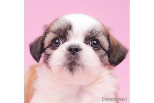 成約済の東京都のミックス犬-206168の2枚目