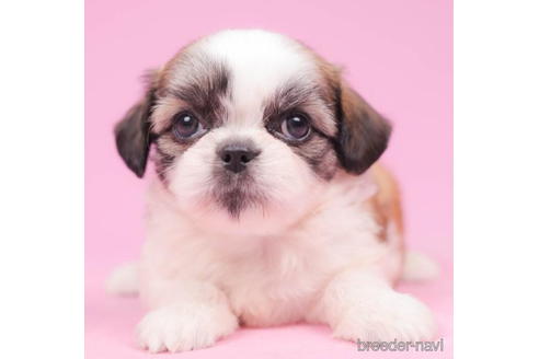 成約済の東京都のミックス犬-206168の1枚目