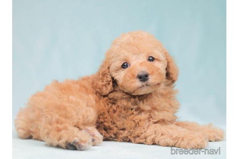 成約済の東京都のトイプードル-206174の4枚目