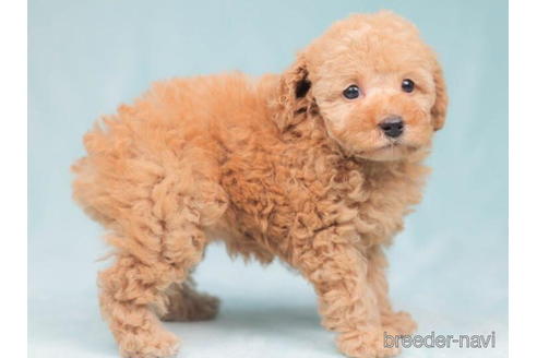 成約済の東京都のトイプードル-206174の3枚目