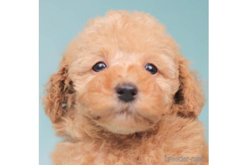 成約済の東京都のトイプードル-206174の2枚目