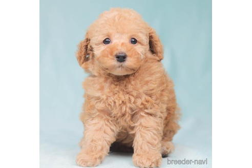 成約済の東京都のトイプードル-206174の1枚目