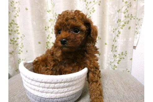 成約済の栃木県のタイニープードル-206197の4枚目
