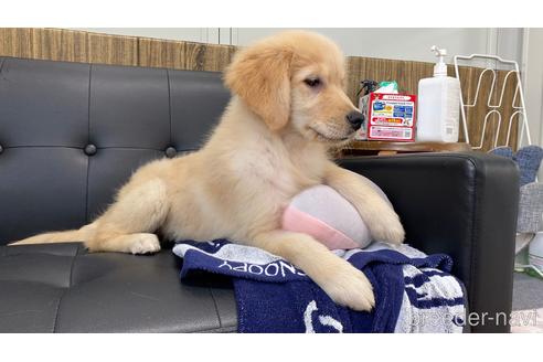 万円以下のゴールデンレトリーバーの子犬を探す ブリーダーナビ