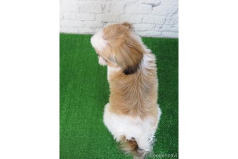 成約済の大阪府のシーズー-193274の5枚目