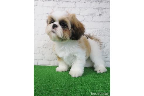 成約済の大阪府のシーズー-193274の4枚目