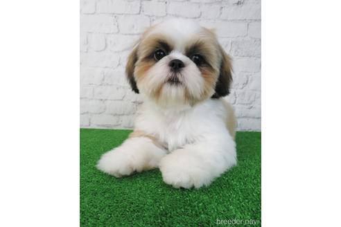 成約済の大阪府のシーズー-193274の3枚目