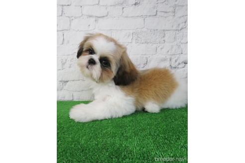 成約済の大阪府のシーズー-193274の1枚目