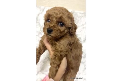 成約済の茨城県のトイプードル-206246の2枚目