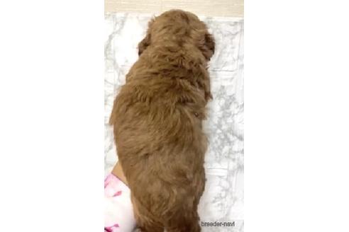 成約済の茨城県のトイプードル-206246の4枚目