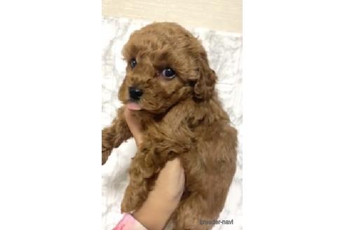 成約済の茨城県のトイプードル-206246の3枚目