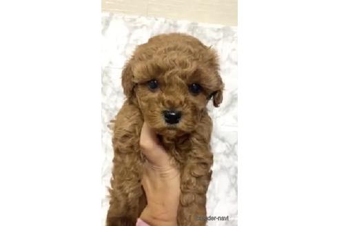 成約済の茨城県のトイプードル-206246の6枚目