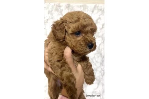成約済の茨城県のトイプードル-206246の5枚目