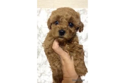 成約済の茨城県のトイプードル-206246の1枚目