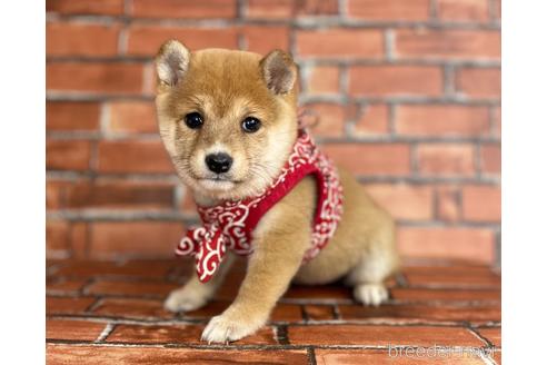 成約済の福岡県の豆柴-206264の1枚目