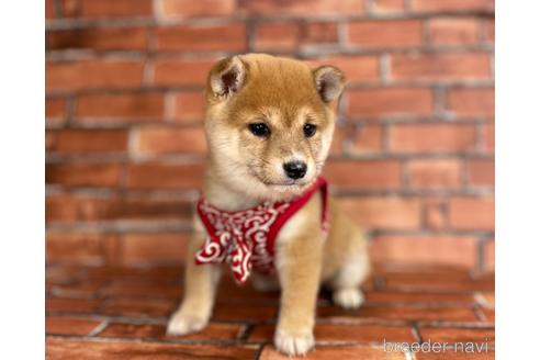 成約済の福岡県の豆柴-206264の6枚目