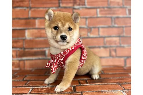 成約済の福岡県の豆柴-206264の2枚目