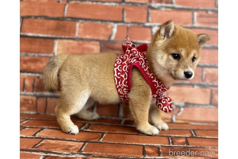 成約済の福岡県の豆柴-206264の3枚目