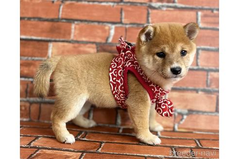 成約済の福岡県の豆柴-206264の4枚目