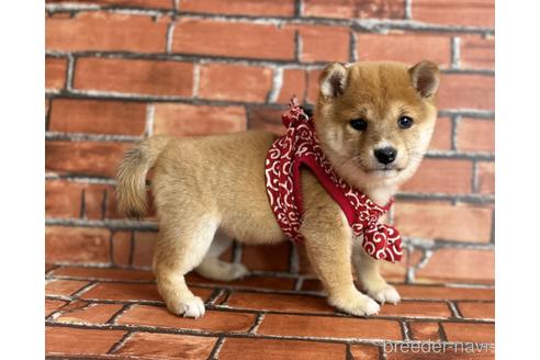 成約済の福岡県の豆柴-206264の5枚目