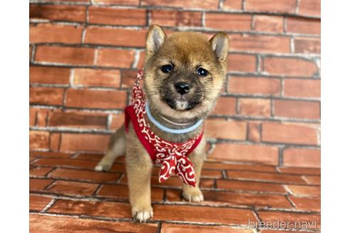 成約済の福岡県の豆柴-206266の3枚目