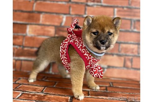 成約済の福岡県の豆柴-206266の1枚目