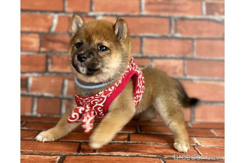 成約済の福岡県の豆柴-206266の4枚目