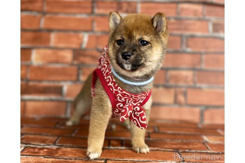 成約済の福岡県の豆柴-206266の5枚目