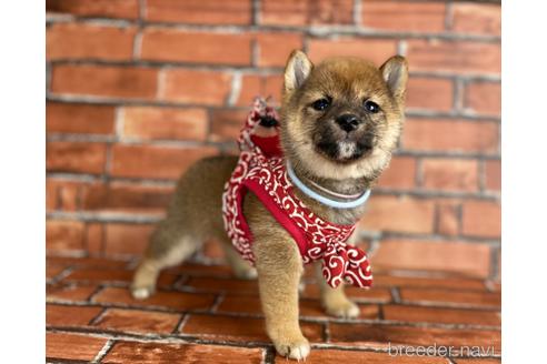 成約済の福岡県の豆柴-206266の6枚目