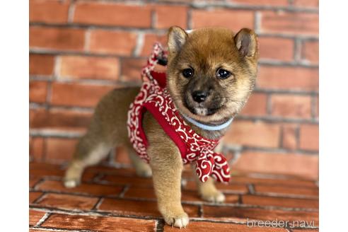 成約済の福岡県の豆柴-206266の2枚目