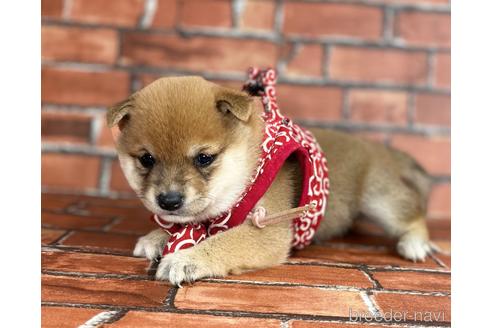 成約済の福岡県の豆柴-206267の4枚目