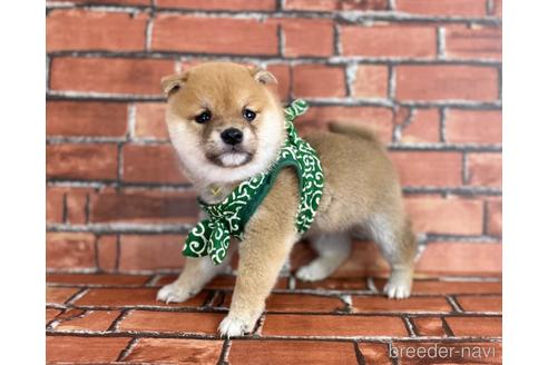 成約済の福岡県の豆柴-206268の4枚目