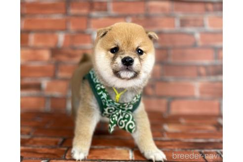 成約済の福岡県の豆柴-206268の1枚目