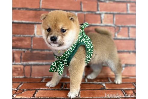 成約済の福岡県の豆柴-206268の2枚目