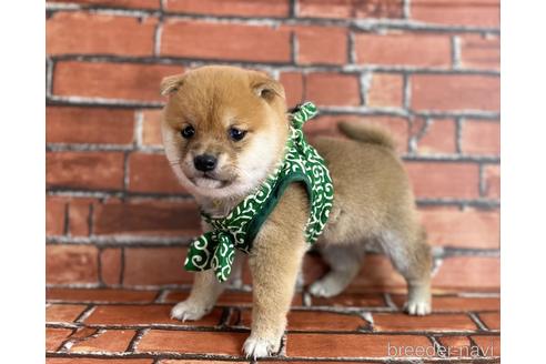 成約済の福岡県の豆柴-206268の3枚目