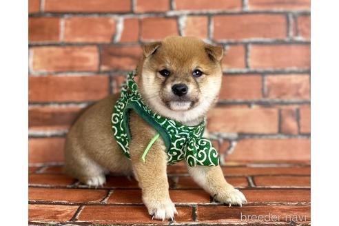 成約済の福岡県の豆柴-206269の1枚目